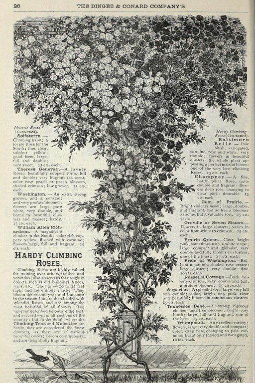 Hardy Climbing Roses Catalog Page