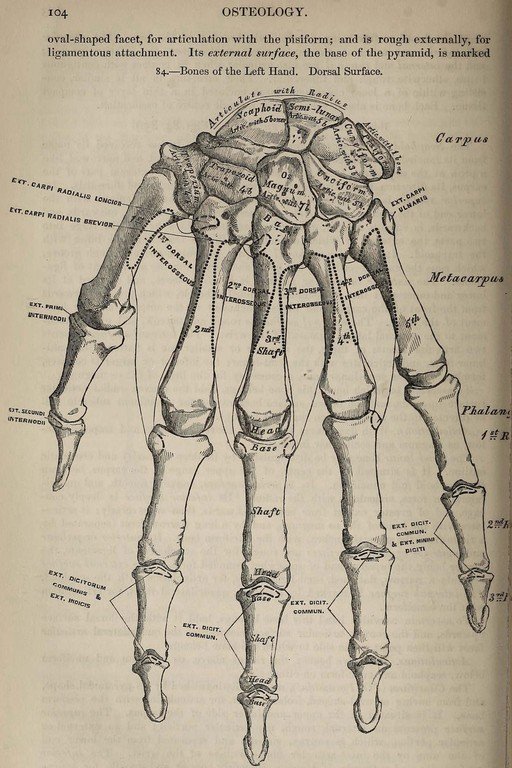 Anatomical Illustration of the Human Hand Bones