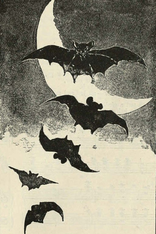 Bats Flying in Front of a Crescent Moon