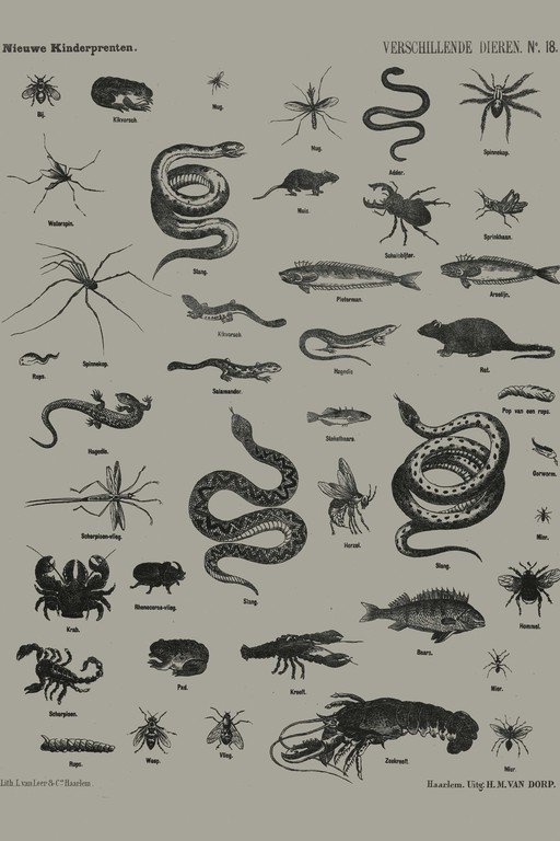 Vintage Zoological Illustrations of Various Animals