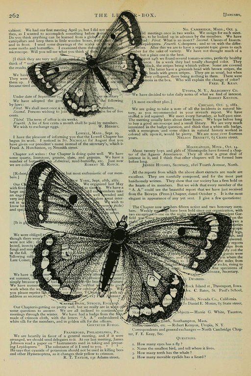 Vintage Butterfly Illustrations on Aged Paper