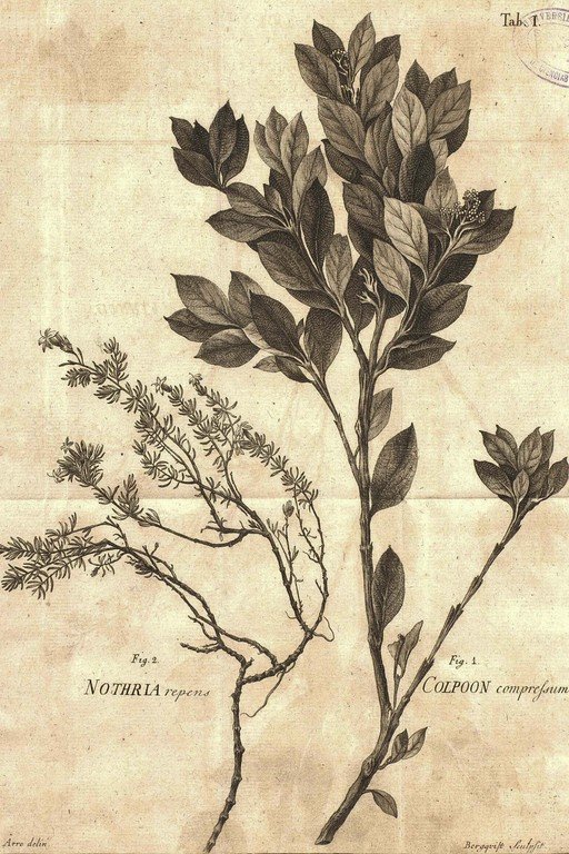 Vintage Botanical Illustration of Nothria repens and Colpoon comprefum