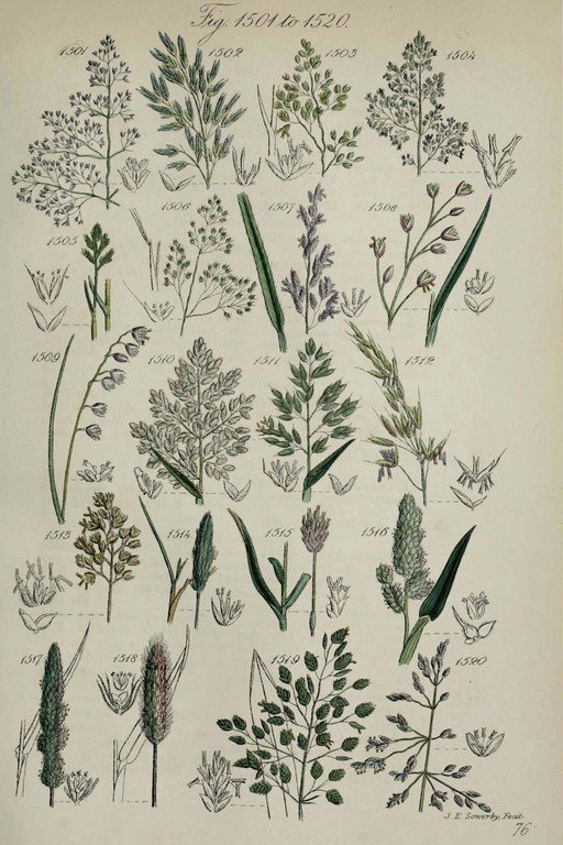 Botanical Illustrations of Grasses and Wildflowers