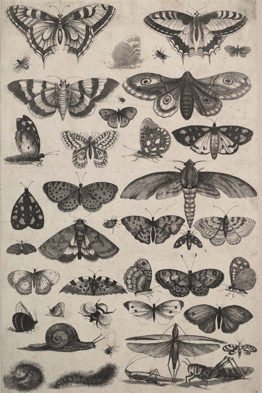 Vintage Engraving of Butterflies and Insects
