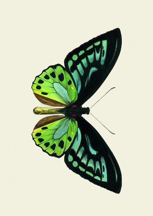 Detailed Illustration of a Green and Black Butterfly