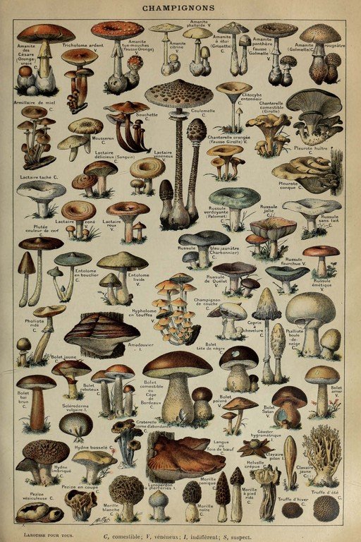 Vintage French Mushroom Identification Chart