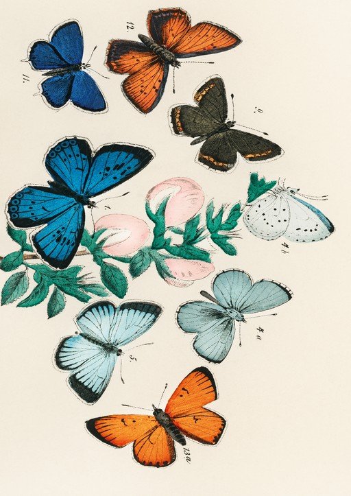 Vintage Butterfly Illustration with Flowers