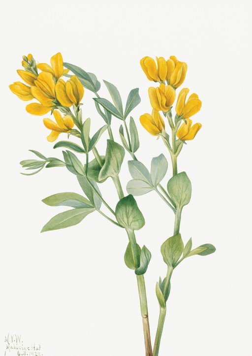 Botanical Illustration of Yellow Flowers and Green Leaves