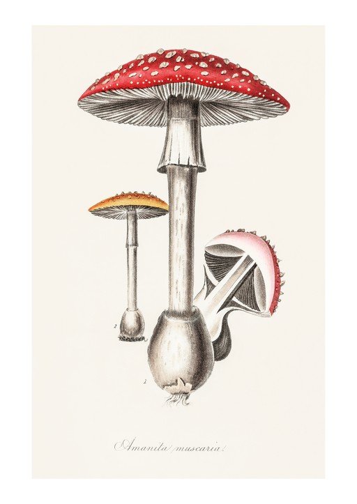 Amanita Muscaria Mushroom Illustration