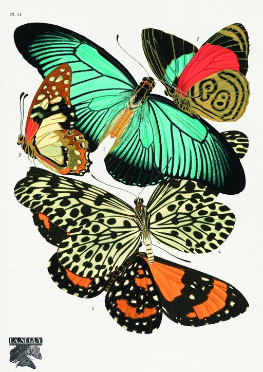 Vintage Butterfly Illustrations by E.A. Seguy
