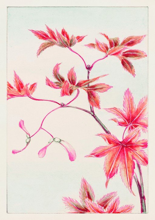 Watercolor Painting of Red Maple Leaves and Samaras