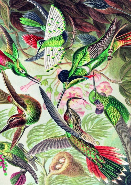 Vibrant Hummingbirds in Lush Tropical Foliage