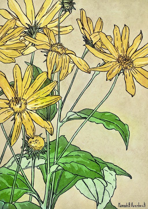 Yellow Flowers with Green Leaves Illustration