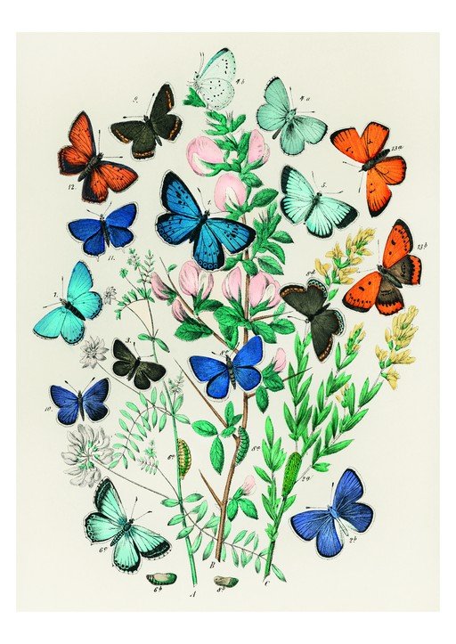 Vintage Butterfly and Botanical Illustration