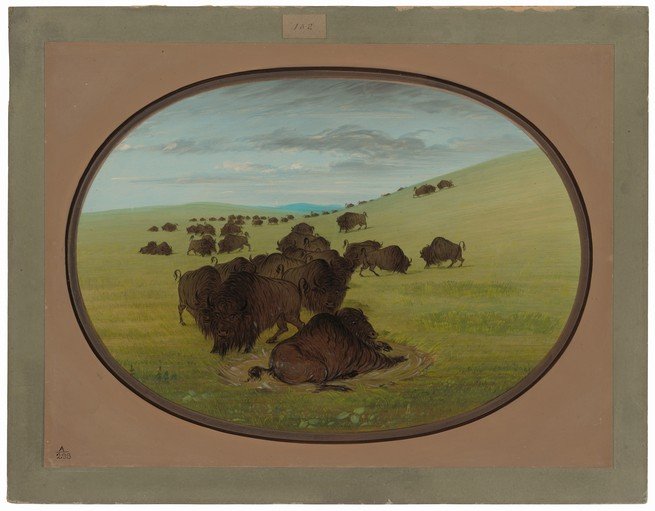 Herd of Bison on a Grassy Plain