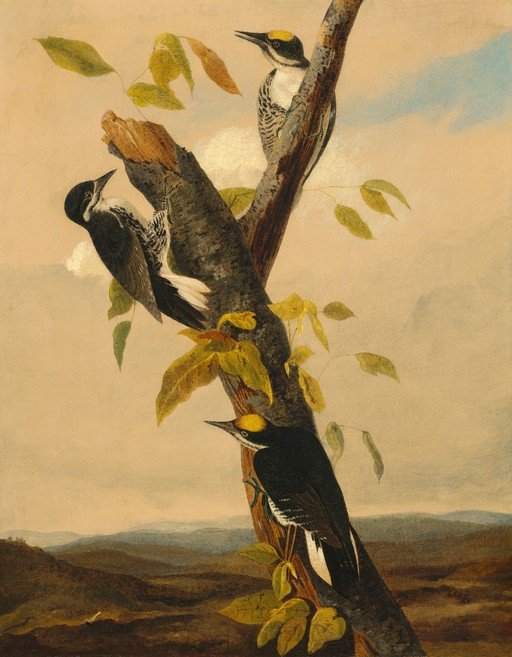Three Woodpeckers on a Tree Branch