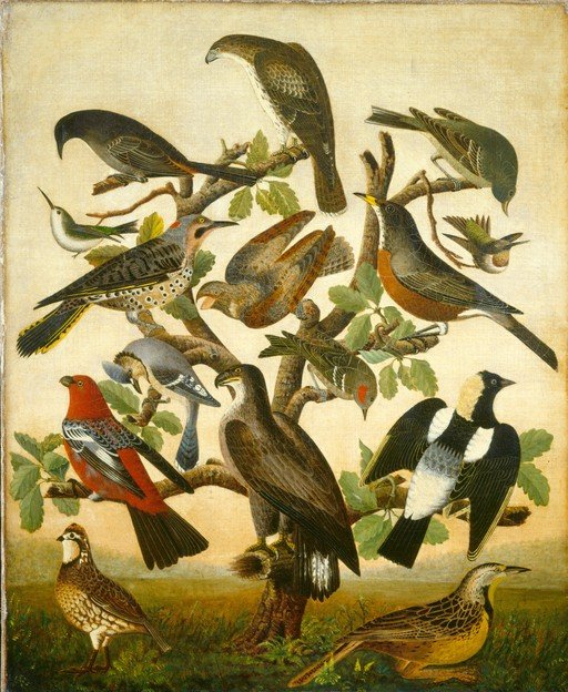 Collection of North American Birds on Tree Branches