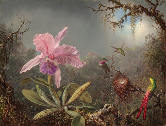 Orchid and Hummingbirds in a Lush Tropical Setting