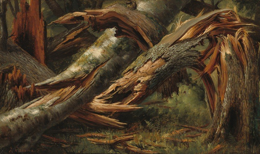Fallen Trees in a Forest