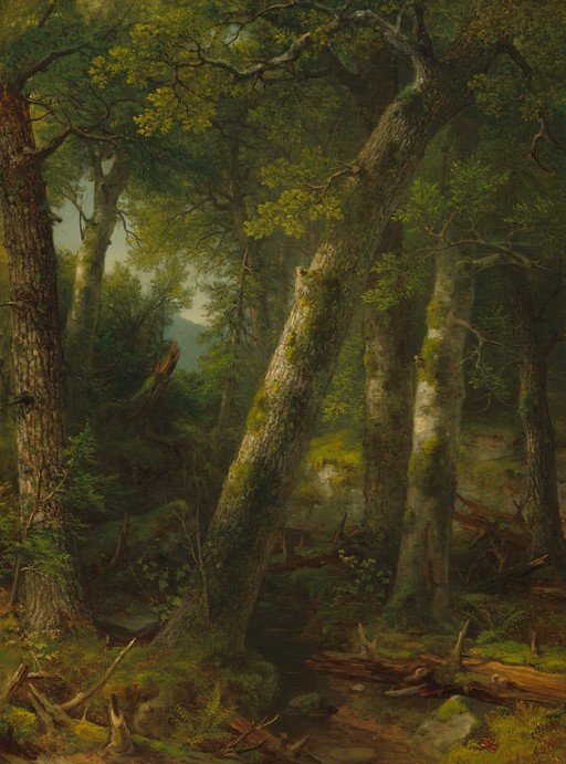 Lush Forest Scene with Ancient Trees and Stream