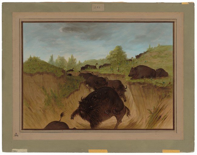 Bison Herd Crossing a Ravine