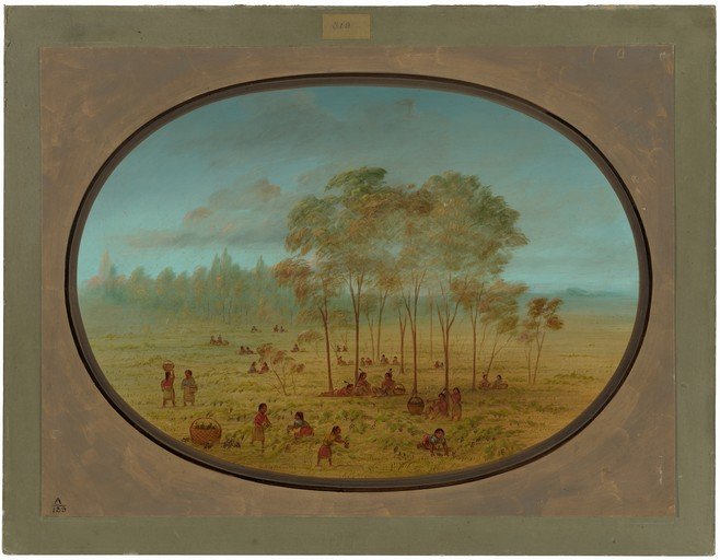Indigenous People Harvesting in a Lush Landscape