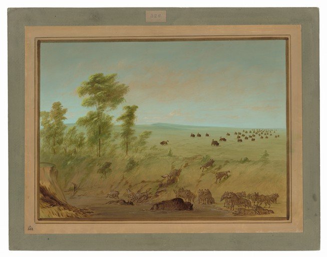 Buffalo Hunt Scene with Wolves