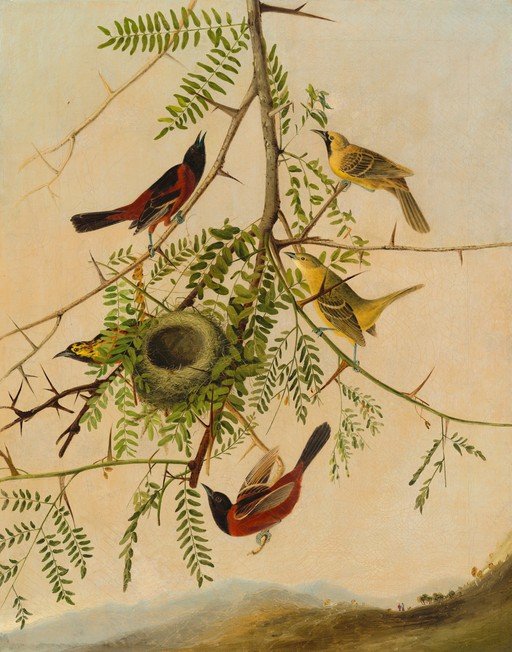 Orioles and Nest on Thorny Branch
