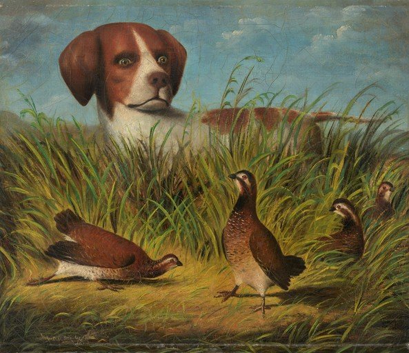 Dog and Quail in Tall Grass