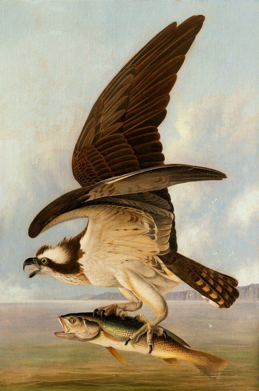 Osprey with Fish