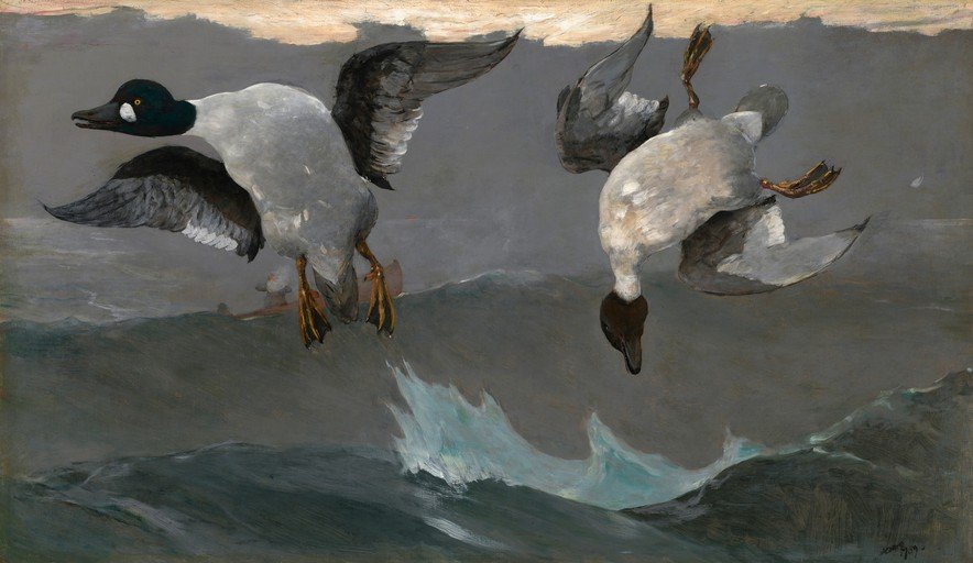 The Chase: Two Ducks in Flight Over Water