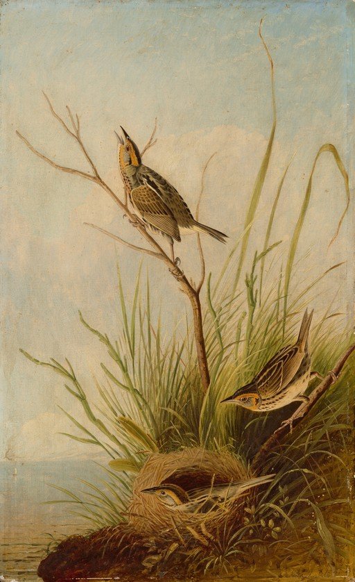 Birds in Nest with Water and Sky