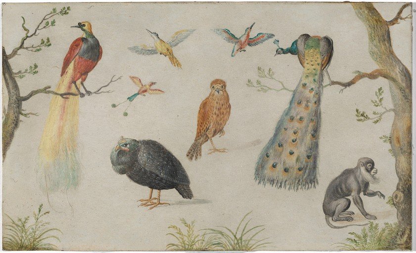 Exotic Birds and Monkey Illustration