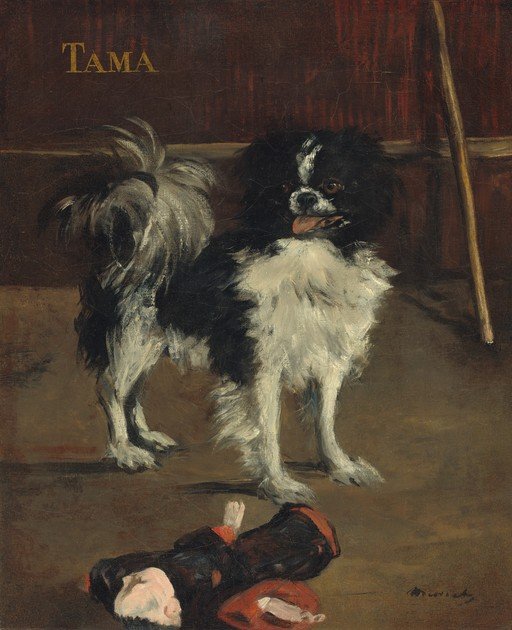 Tama, a Japanese Spaniel