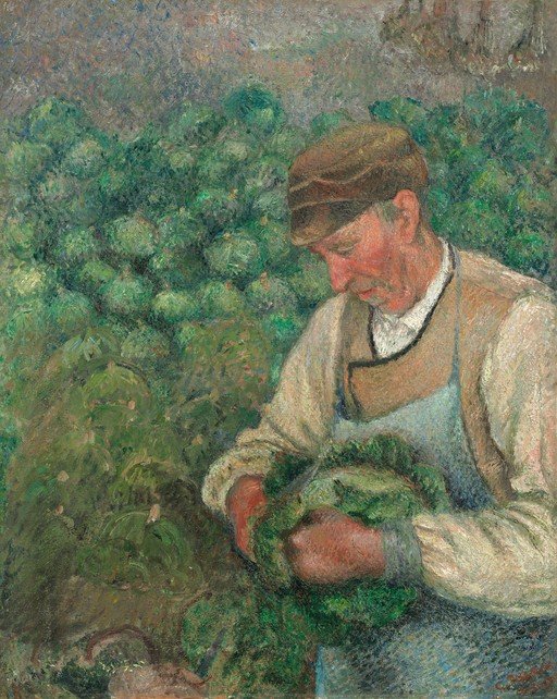 Farmer Harvesting Cabbage