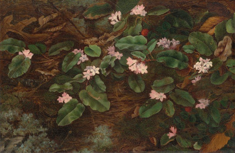 Close-up of Pink Flowers and Green Leaves in a Forest Setting