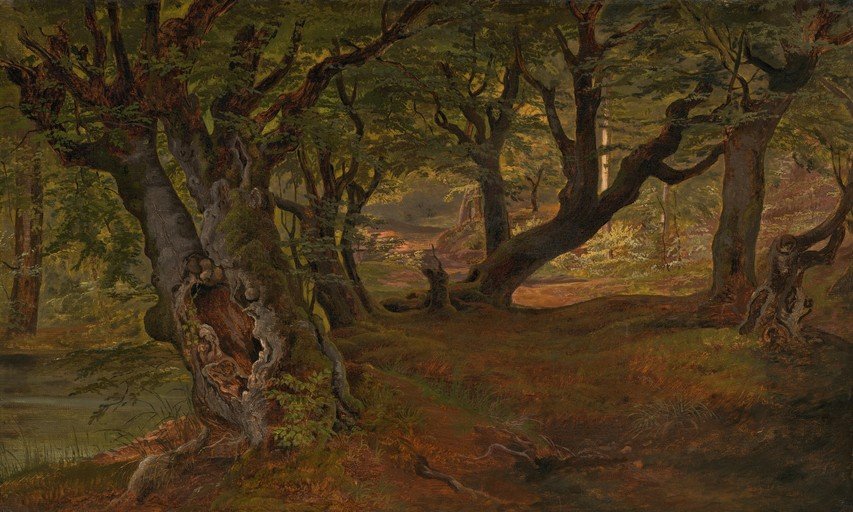 Ancient Forest Path with Gnarled Trees and Sunlight