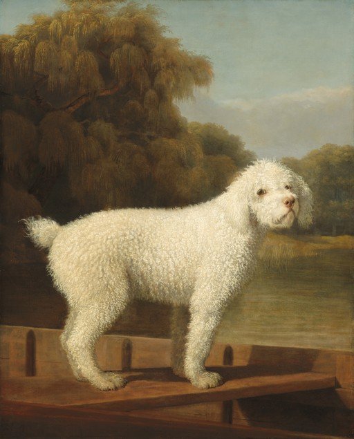 Portrait of a White Poodle in a Landscape