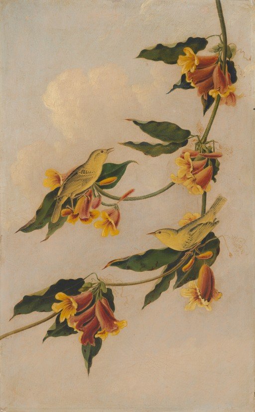 Two Yellow Birds Perched on a Flowering Vine