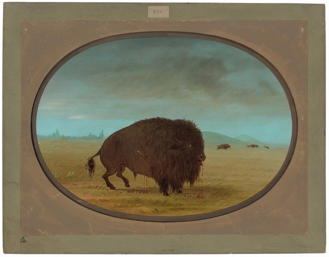 The Last of the Buffalo