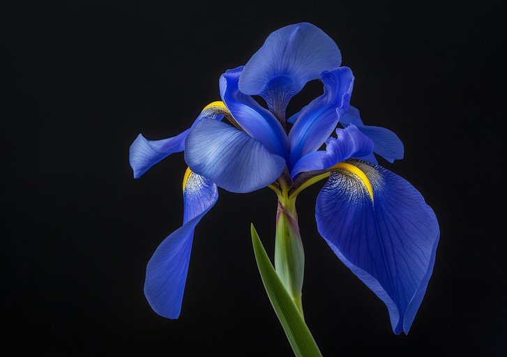 Vibrant Blue Iris Flower Against Black Background