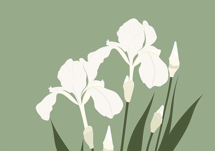 Elegant White Irises on Sage Green Background