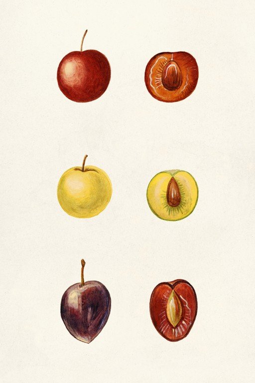 Botanical Illustration of Fruits: Cherries and Plums