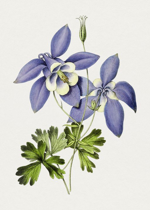 Vintage Illustration of Purple Columbine Flowers
