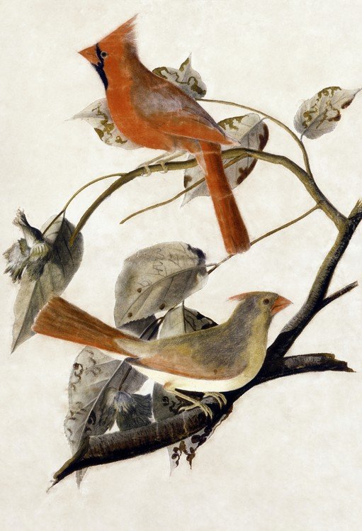 Two Cardinals Perched on a Branch