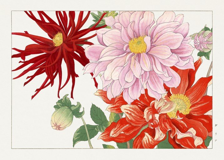 Vibrant Dahlia Floral Illustration