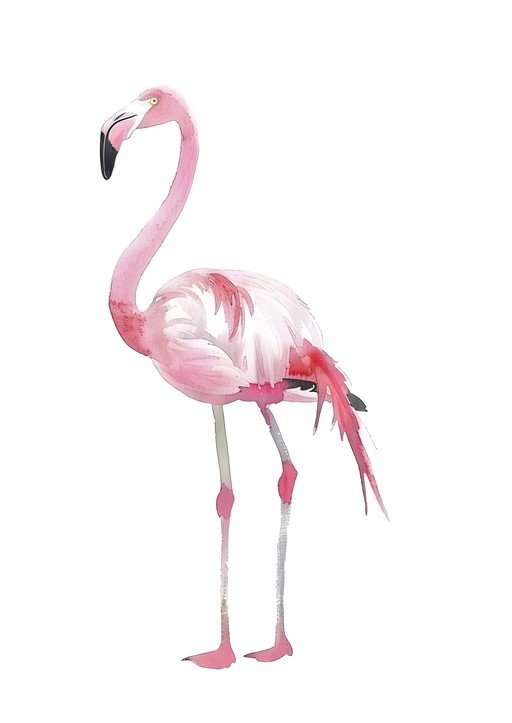 Watercolor Flamingo Illustration