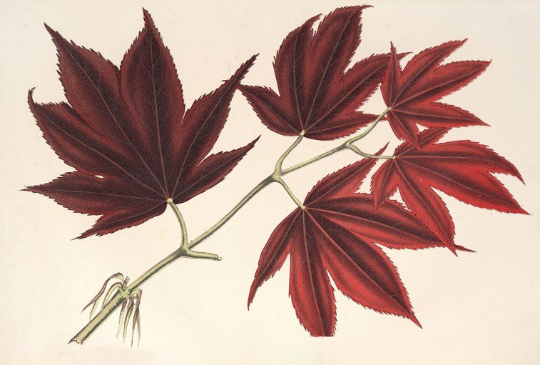 Red Japanese Maple Leaves Botanical Illustration