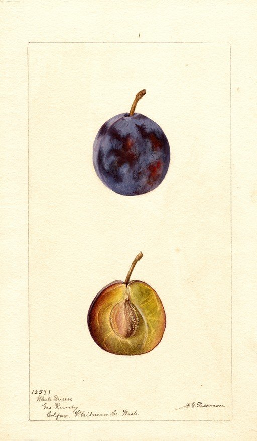 Botanical Illustration of a White Queen Plum