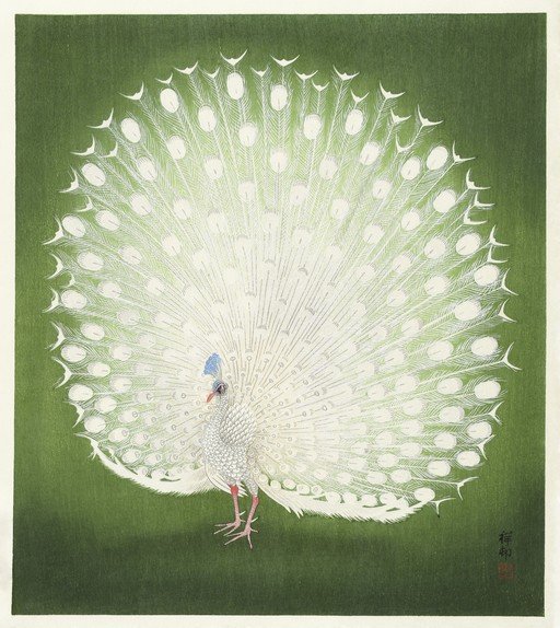 Elegant White Peacock Displaying Tail Feathers